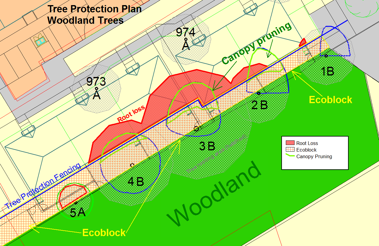 tree protection plan