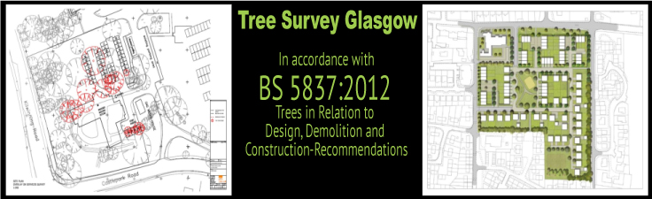 Tree Survey Glasgow Slider 1