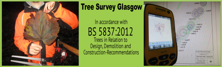 Tree Survey Glasgow Slider 2