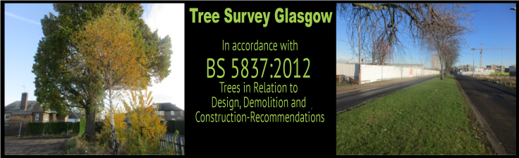 Tree Survey Glasgow Slider 3