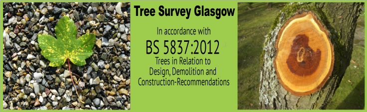 Tree Survey Glasgow Slider 4
