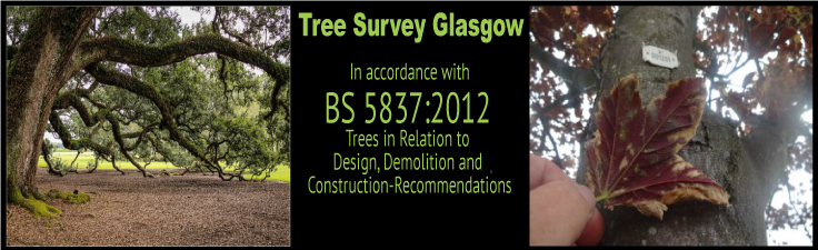 Tree Survey Glasgow Slider 5