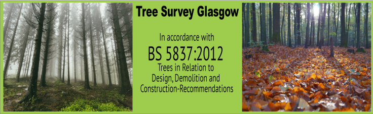 Tree Survey Glasgow Slider 6